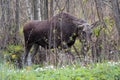 Single female Moose - Eurasian Elk Ã¢â¬â in a forest thicket in spring season Royalty Free Stock Photo